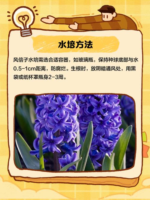 风信子养护注意事项?风信子养护注意事项和方法