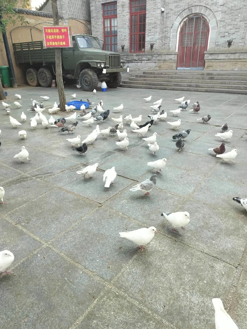 昆明哪里有鸽子批发市场?昆明鸽子批发市场在哪里