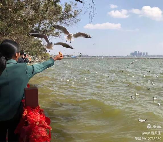昆明哪里有鸽子批发市场?昆明鸽子批发市场在哪里