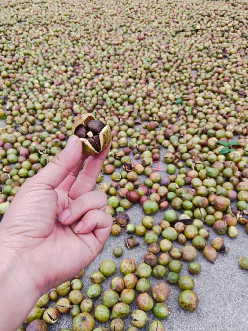 请问贵州省哪里有茶籽出售的？请问贵州省哪里有茶籽出售的地方