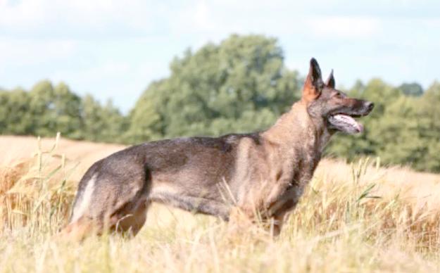 狼青犬几个月立耳,几个月会叫？狼青犬几个月立耳,几个月会叫出声