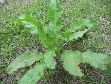 狼皮叶种子有什么功效？狼皮叶子根有毒吗