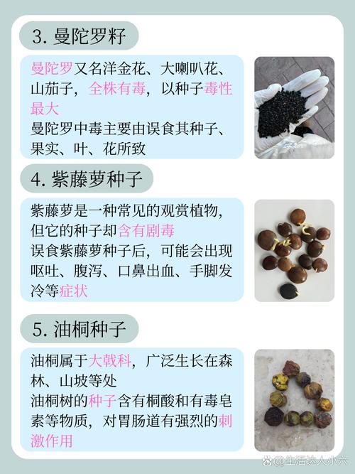 狼皮叶种子有什么功效?狼皮叶子根有毒吗