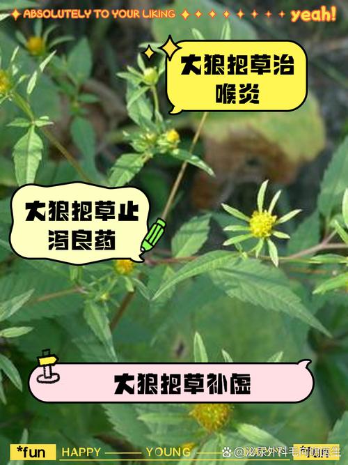 狼皮叶种子有什么功效?狼皮叶子根有毒吗