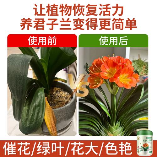 君子兰可不可以用复合肥？君子兰可以放复合肥吗?