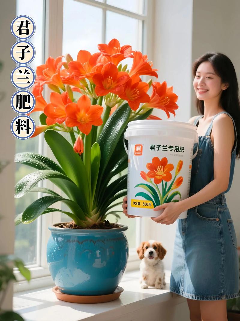 君子兰可不可以用复合肥?君子兰可以放复合肥吗?