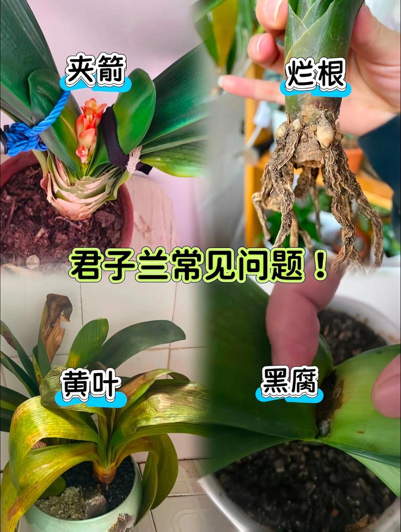 君子兰可不可以用复合肥?君子兰可以放复合肥吗?