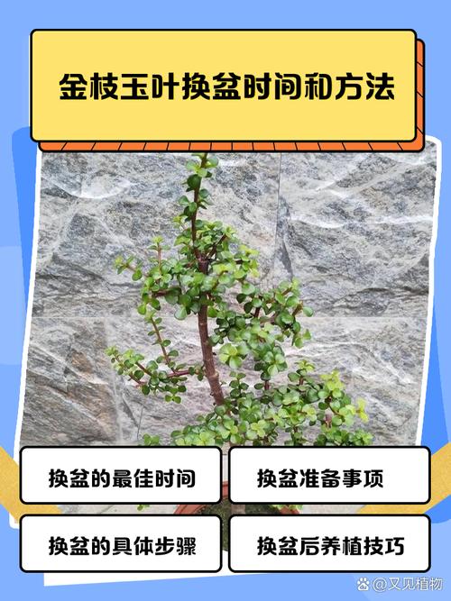 盆栽啥时候换土合适？盆栽什么时候换土最好