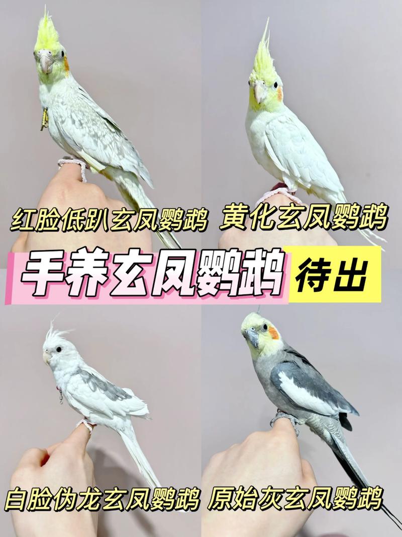 3个月的玄凤鹦鹉还能训练吗？三个月大的玄凤鹦鹉好训练吗?