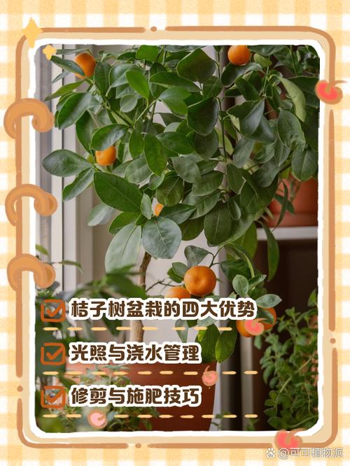 盆栽桔子树卷叶怎么回事儿?盆栽桔子树卷叶怎么办