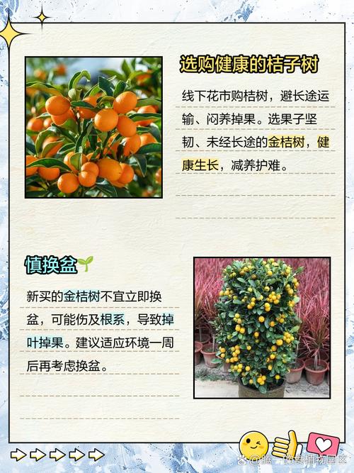 盆栽桔子树卷叶怎么回事儿?盆栽桔子树卷叶怎么办