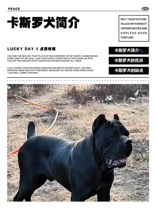 卡斯罗和杜高哪个好养？卡斯罗和杜高犬哪个好