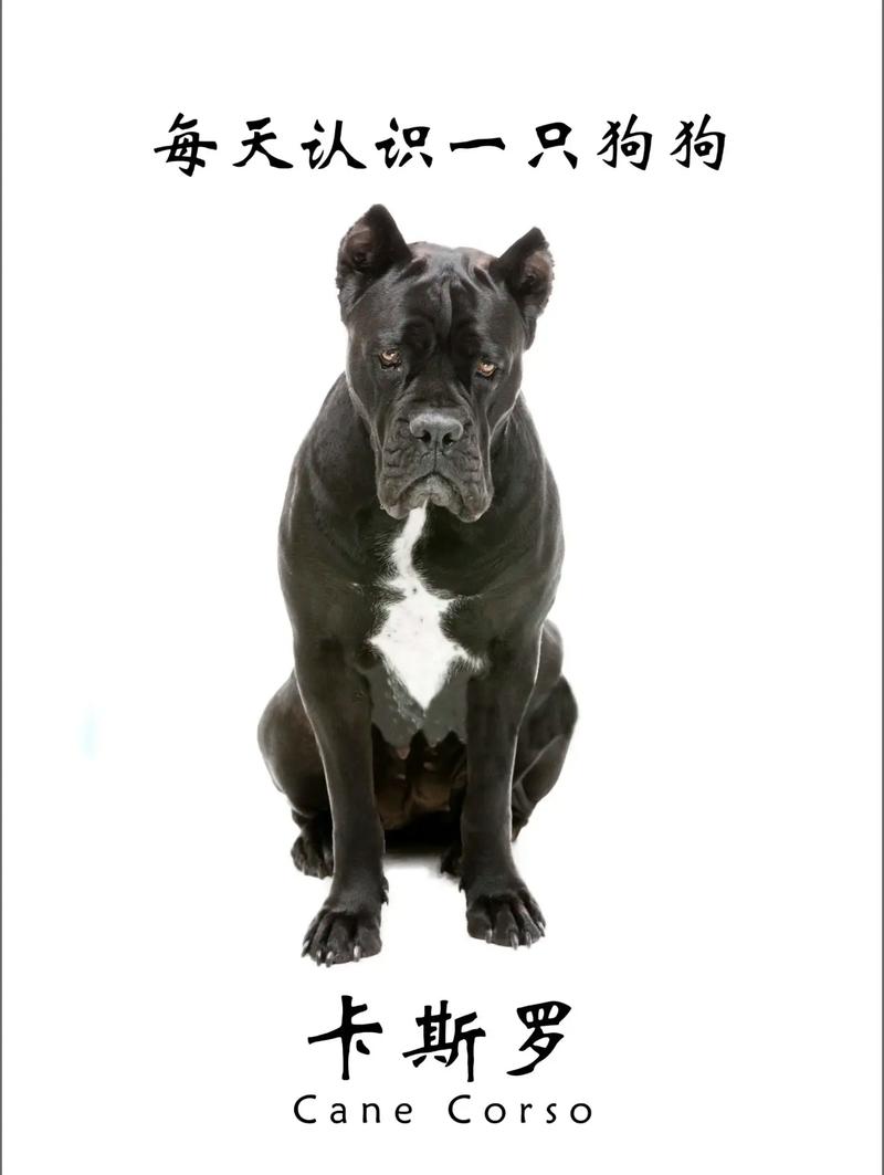 卡斯罗和杜高哪个好养?卡斯罗和杜高犬哪个好