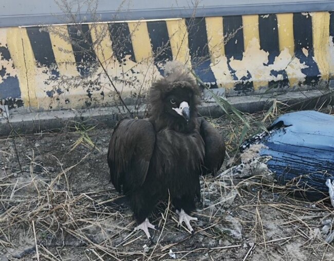 青岛一市民家中惊现秃鹫:翼展近3米、体重达十七八斤