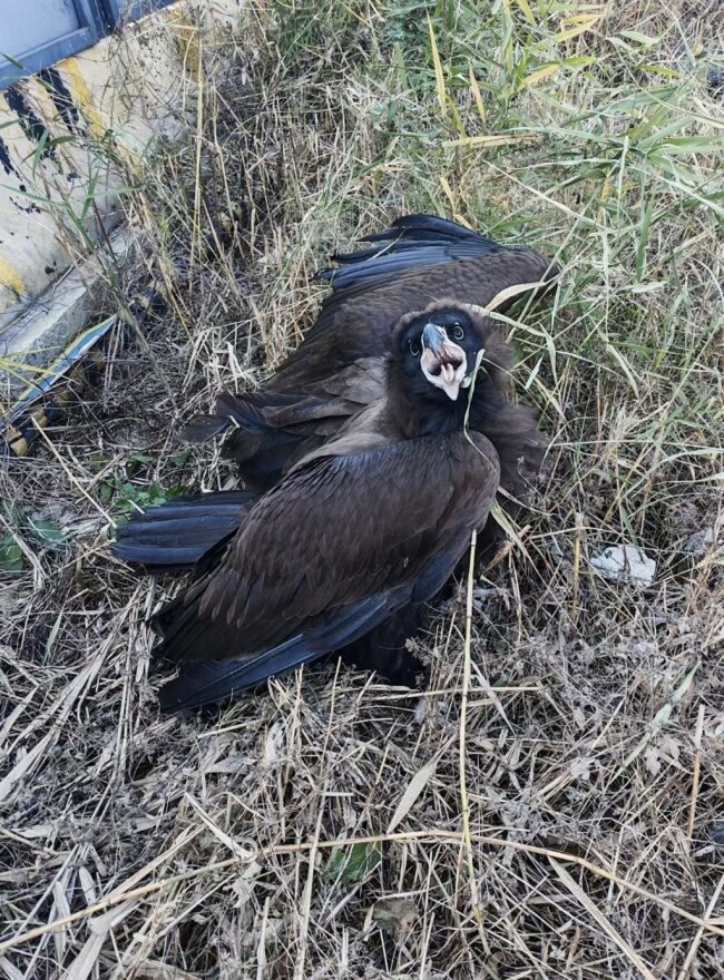 青岛一市民家中惊现秃鹫:翼展近3米、体重达十七八斤