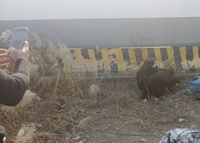 青岛一市民家中惊现秃鹫:翼展近3米、体重达十七八斤