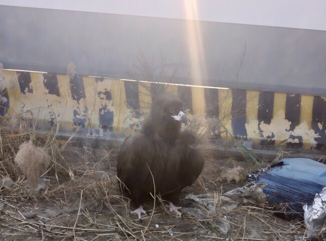 青岛一市民家中惊现秃鹫:翼展近3米、体重达十七八斤