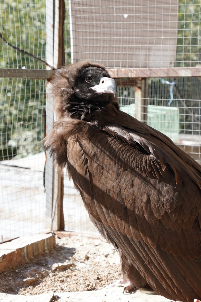 青岛一市民家中惊现秃鹫:翼展近3米、体重达十七八斤