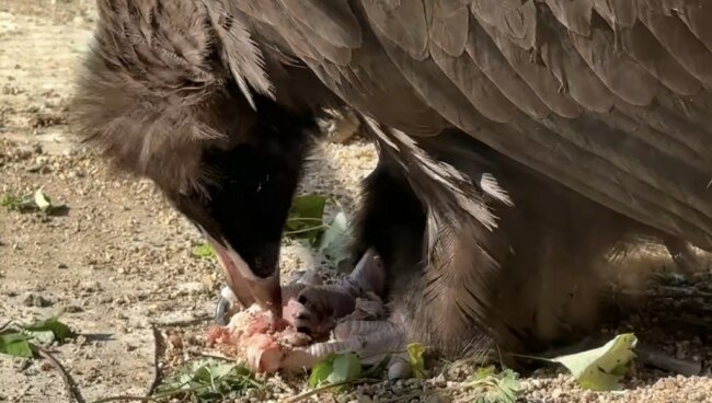 青岛一市民家中惊现秃鹫:翼展近3米、体重达十七八斤