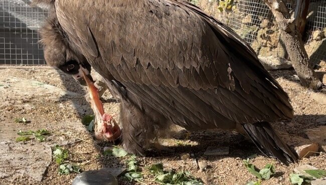 青岛一市民家中惊现秃鹫:翼展近3米、体重达十七八斤