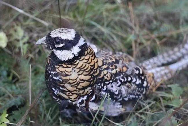 长沙护送白冠长尾雉重返山林 珍稀鸟类开启回家之旅