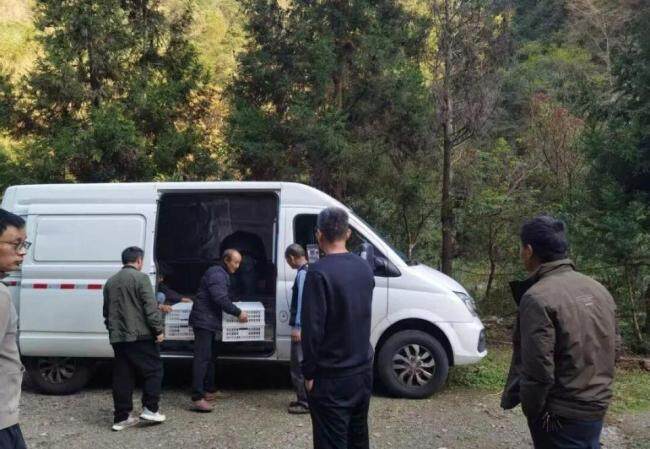 长沙护送白冠长尾雉重返山林 珍稀鸟类开启回家之旅