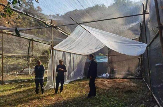 长沙护送白冠长尾雉重返山林 珍稀鸟类开启回家之旅