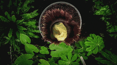 仿佛地狱使者!苦寻13年终见大王花盛开:硕大鲜艳 散发恶臭