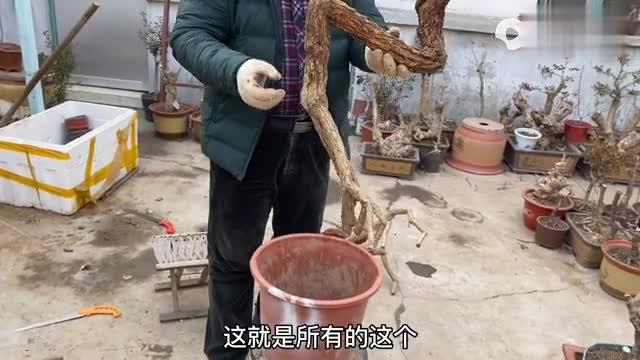 下山桩上盆后多久可以晒太阳？下山桩上盆后何时浇水