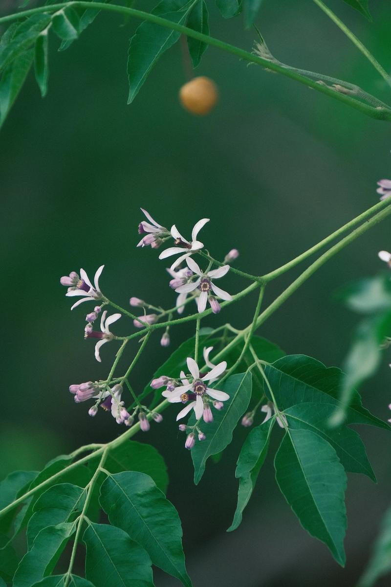苦楝花花语为什么？苦楝花的花语是什么