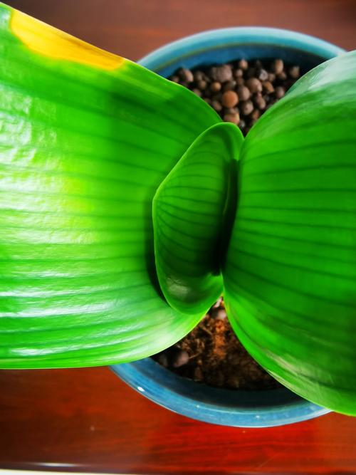 君子兰叶片有洞是怎么回事？君子兰叶片有小洞是咋回事