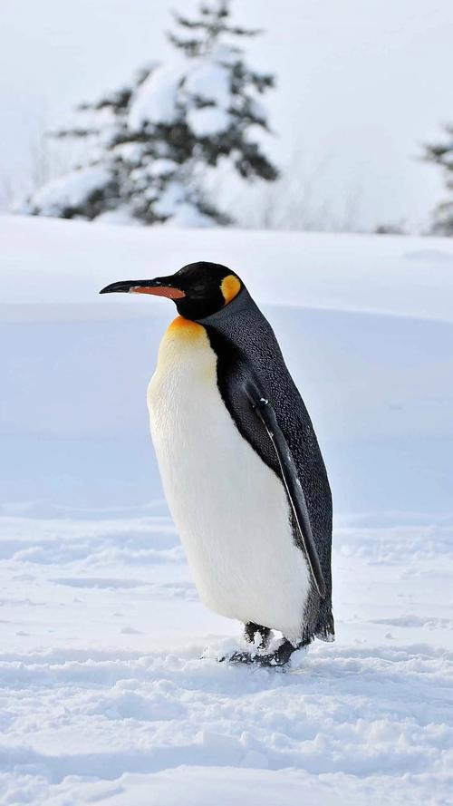企鹅能适应的最高温度？企鹅能承受的最高温度
