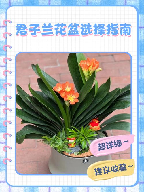君子兰开花时可以换盆吗?？君子兰开花时可以换盆吗