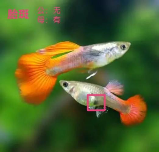 孔雀母鱼公鱼不追是什么情况？孔雀公鱼追母鱼是怎么回事