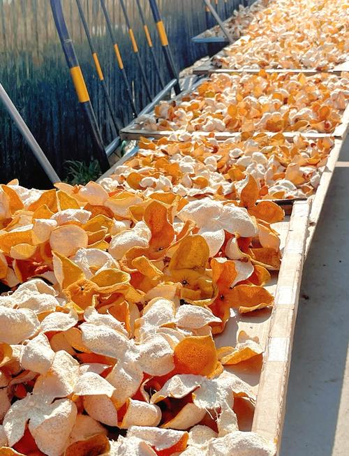 橘子皮一般晾晒多久？橘子皮晾晒多久才可以陈放呢