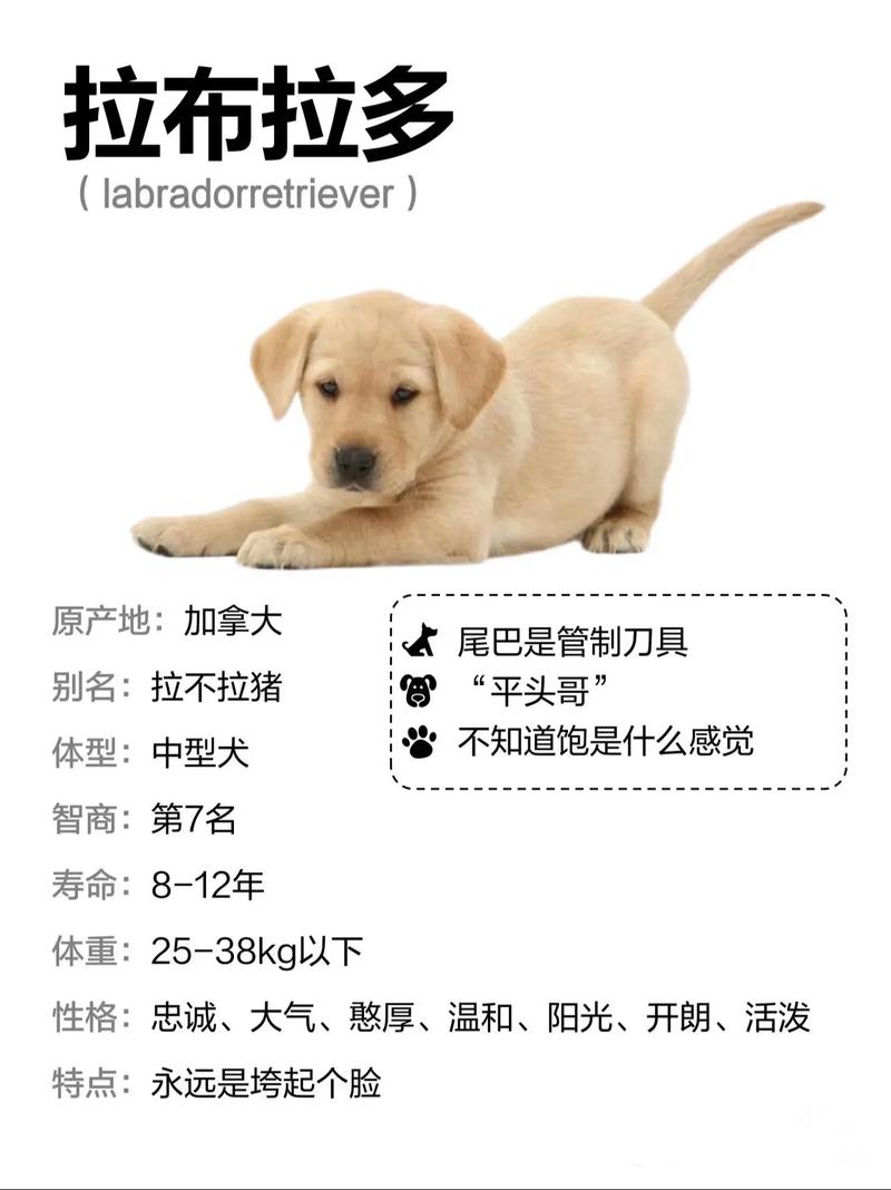 拉布拉多怎么增重?拉布拉多怎么长个子