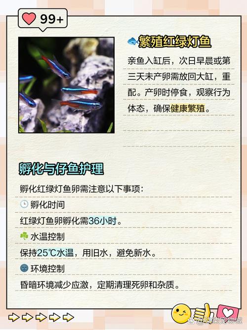 热带鱼红绿灯如何繁殖？热带鱼红绿灯如何繁殖视频