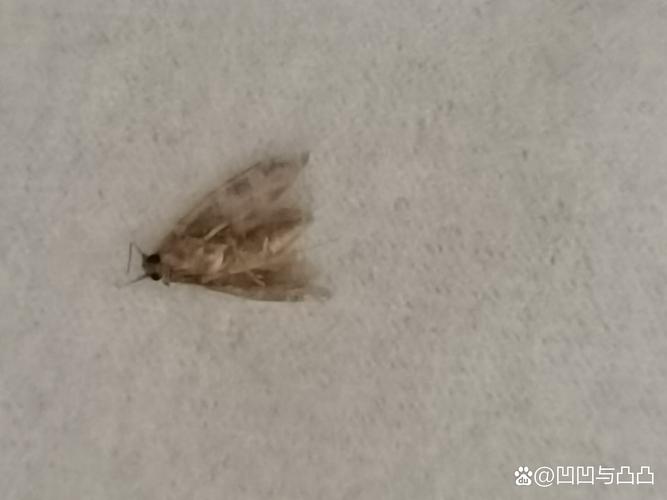 秋天窗户上都是飞虫?春天窗户上有很多虫子