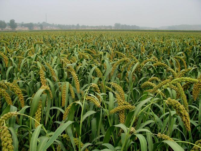 宁夏平原的主要农作物？宁夏平原种植什么作物