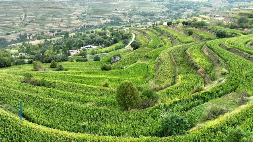 宁夏平原的主要农作物?宁夏平原种植什么作物