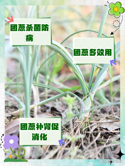 青葱生吃有什么功效?青葱可以生吃吗