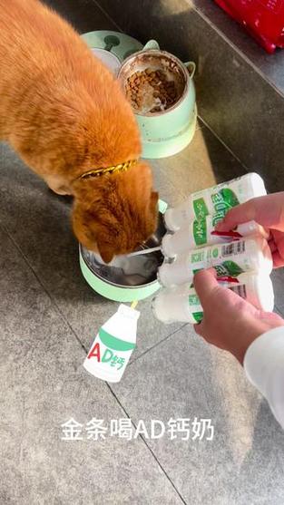 可以给小猫喝ad钙奶吗一天几次？小猫咪可以喝ad钙吗