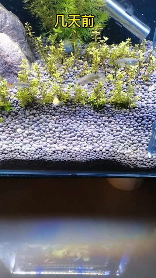 孔雀鱼必须用加热棒吗?孔雀鱼需要加温棒吗