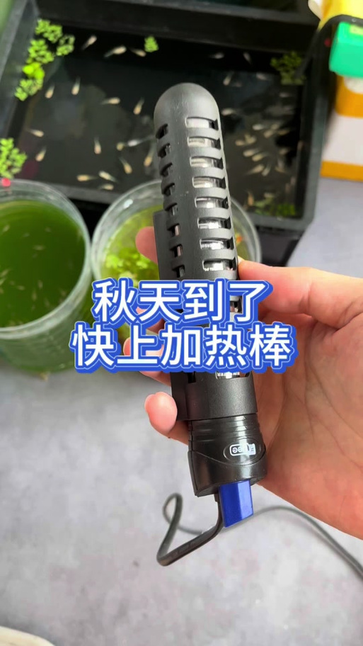 孔雀鱼必须用加热棒吗?孔雀鱼需要加温棒吗