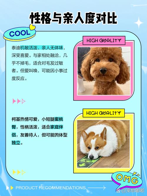 柯基好还是泰迪好养？买柯基还是泰迪