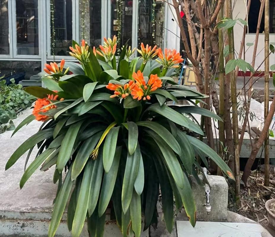 君子兰冬天会冻死吗室外？君子兰冬天零下几度会冻死