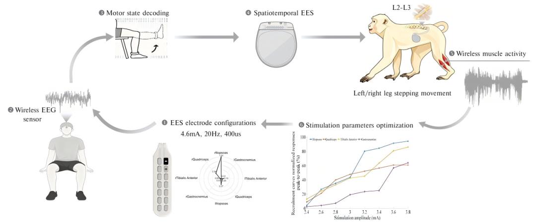 人类控制麻醉猕猴“梦中行走”，我国实现非侵入式脑机接口新突破