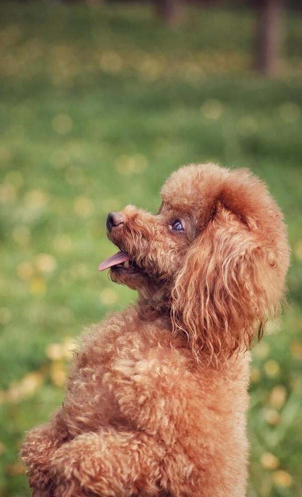 不懂就问，这些特征，你家泰迪中了几条？