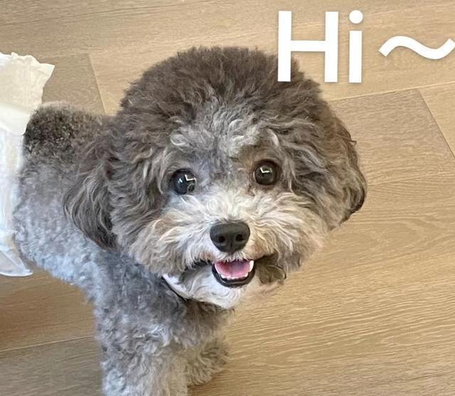 不懂就问,这些特征,你家泰迪中了几条?