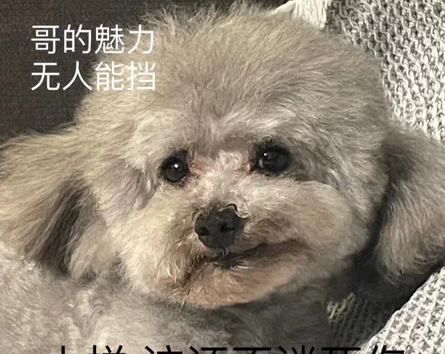 不懂就问,这些特征,你家泰迪中了几条?